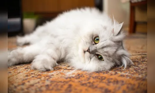 
				
					Raças de gatos: descubra as variedades e seus temperamentos
				
				