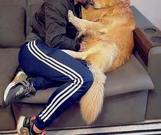 Até quando as companhias aéreas tratarão nossos filhos pets como pacotes comuns?