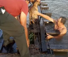 VÍDEO: Cachorro é resgatado por moradores após cair de ponte no Sertão da PB