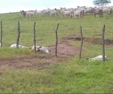 Animais morrem após serem atingidos por raio, em Ingá