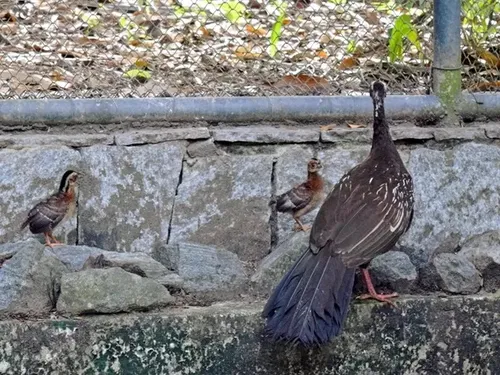 
				
					Dia Nacional da Caatinga: veja quais espécies de animais do bioma podem desaparecer
				
				