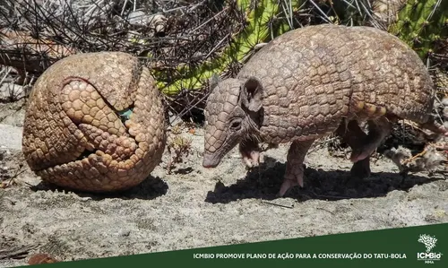 
				
					Dia Nacional da Caatinga: veja quais espécies de animais do bioma podem desaparecer
				
				