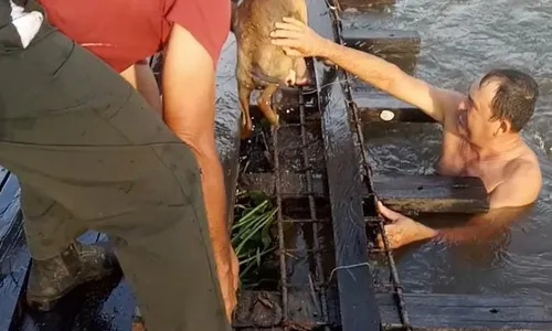 
                                        
                                            VÍDEO: Cachorro é resgatado por moradores após cair de ponte no Sertão da PB
                                        
                                        