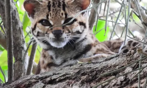 
                                        
                                            Dia Nacional da Caatinga: veja quais espécies de animais do bioma podem desaparecer
                                        
                                        