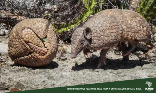 
				
					Dia Nacional da Caatinga: veja quais espécies de animais do bioma podem desaparecer
				
				