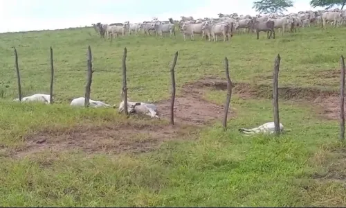 
                                        
                                            Animais morrem após serem atingidos por raio, em Ingá
                                        
                                        